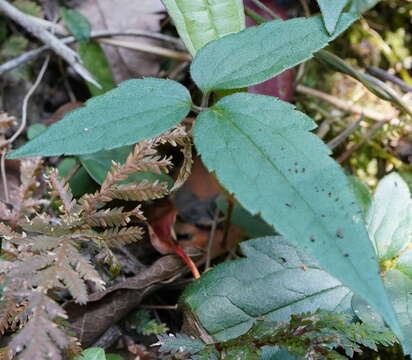 Imagem de Clematis leschenaultiana DC.