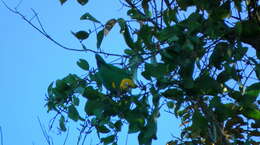 Image of Saffron-headed Parrot