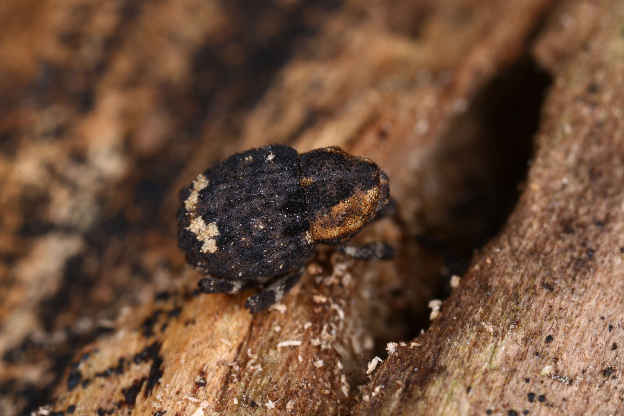 Image of Echinodera hypocrita Meyer 1908