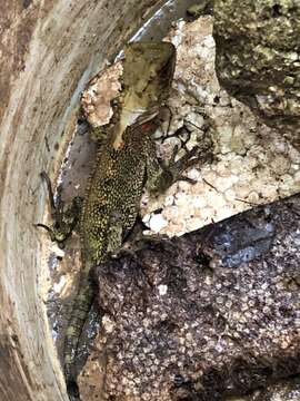 Image of Horned wood lizard