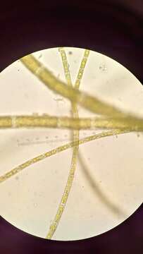 Слика од Rhizoclonium tortuosum (Dillwyn) Kützing 1845