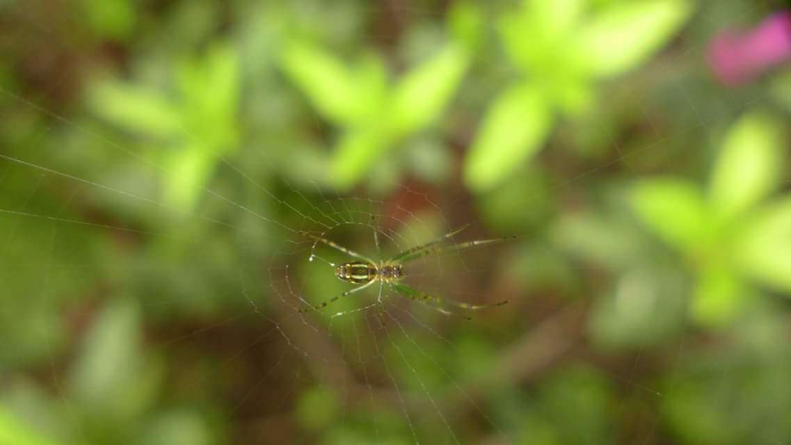 Image of Leucauge celebesiana (Walckenaer 1841)