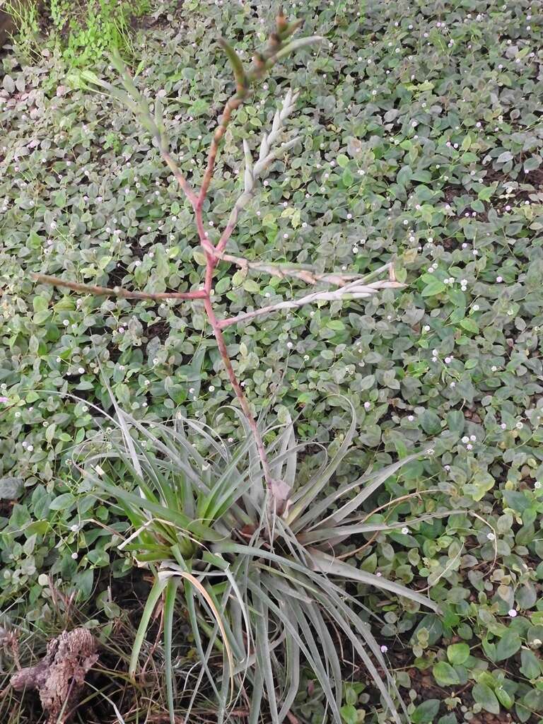 Image of Tillandsia limbata Schltdl.