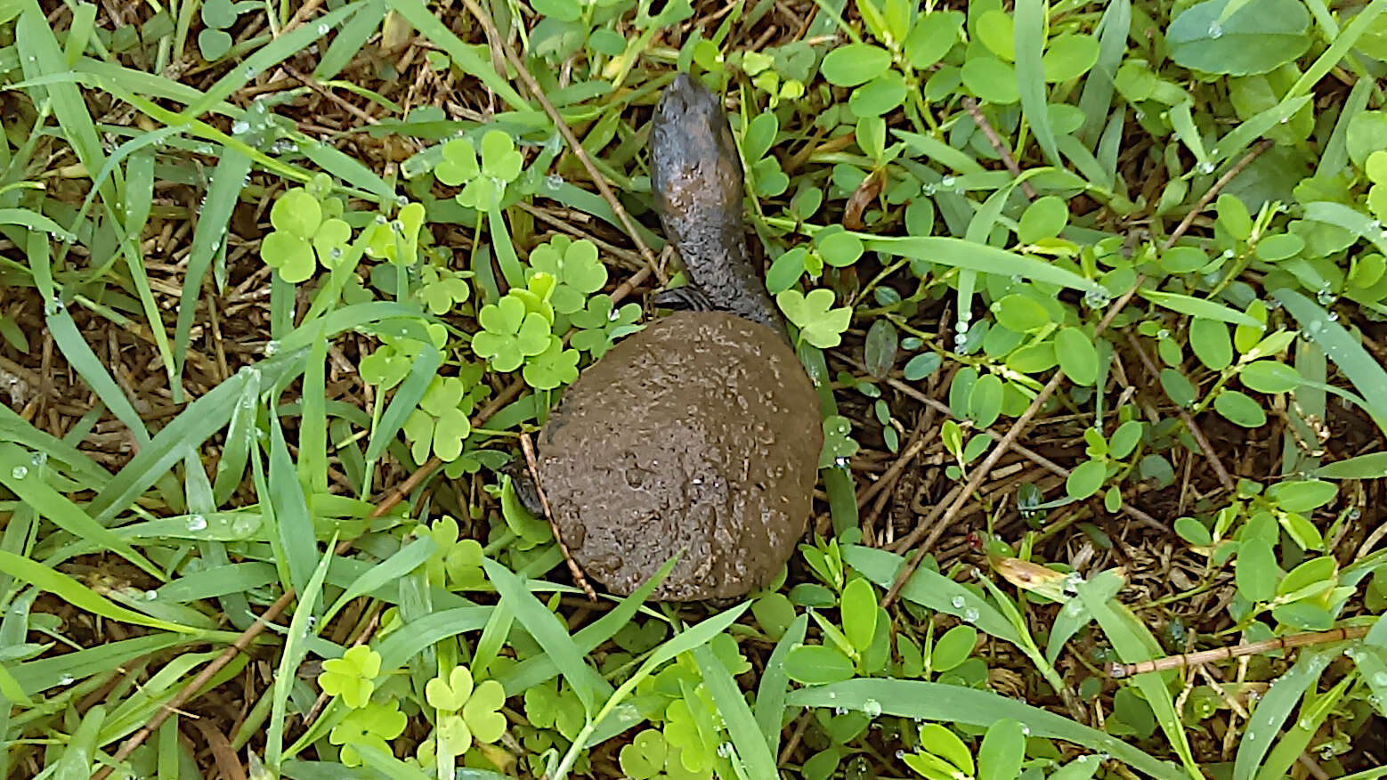 Image of Giant Snake-necked Turtle