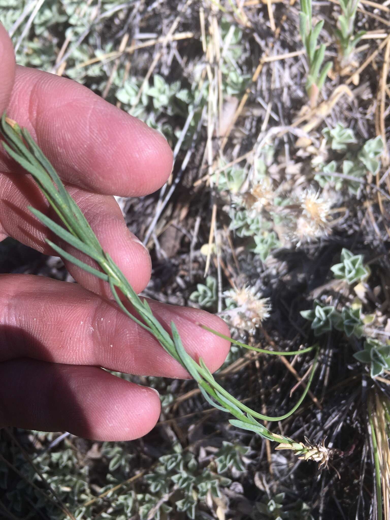 Image of southern flax