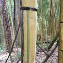 صورة Phyllostachys sulphurea (Carrière) Rivière & C. Rivière