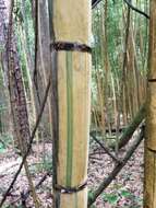 Image of sulphur bamboo