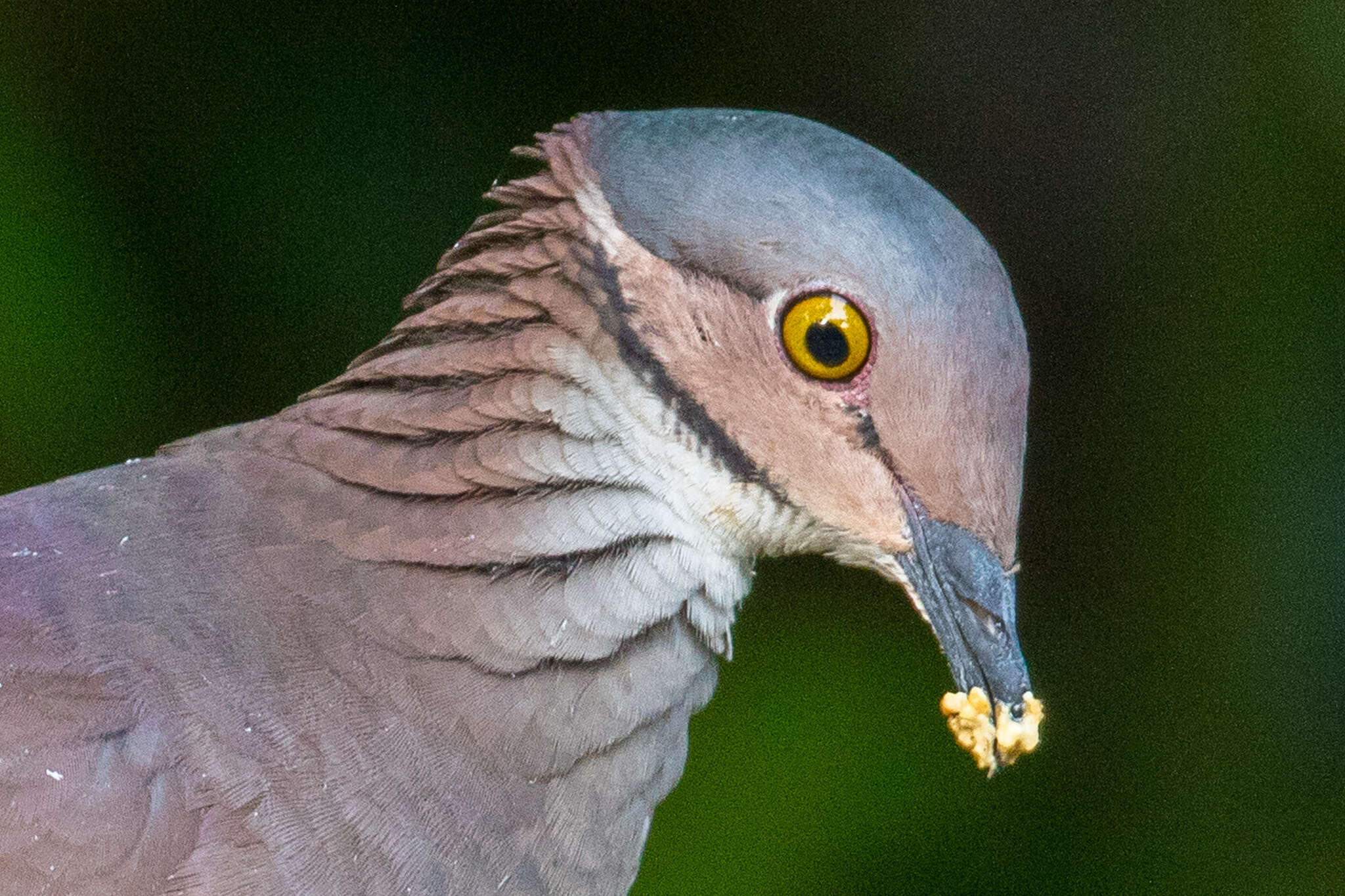 Image of White-throated Quail-Dove