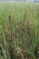 Image of Small-Flower Lousewort