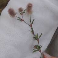 Image of Hare's-foot Clover