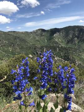 Imagem de Penstemon cyananthus Hook.