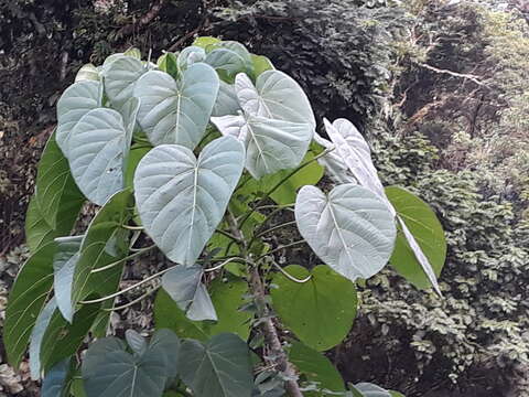 Image of Omphalea oleifera Hemsl.