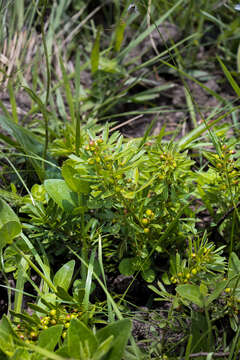 Image of Searsia rudatisii (Engl.) Moffett