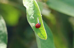 Cycloneda sanguinea limbifer Casey 1899的圖片