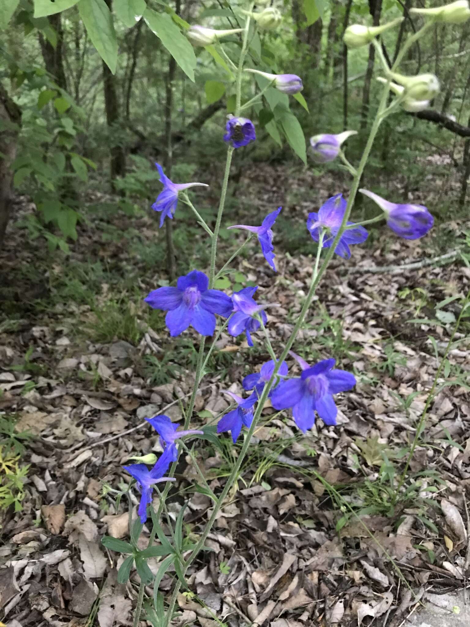 Plancia ëd Delphinium alabamicum R. Kral