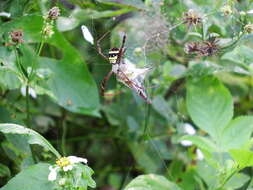 Image of Argiope aetheroides Yin, Wang, Zhang, Peng & Chen 1989