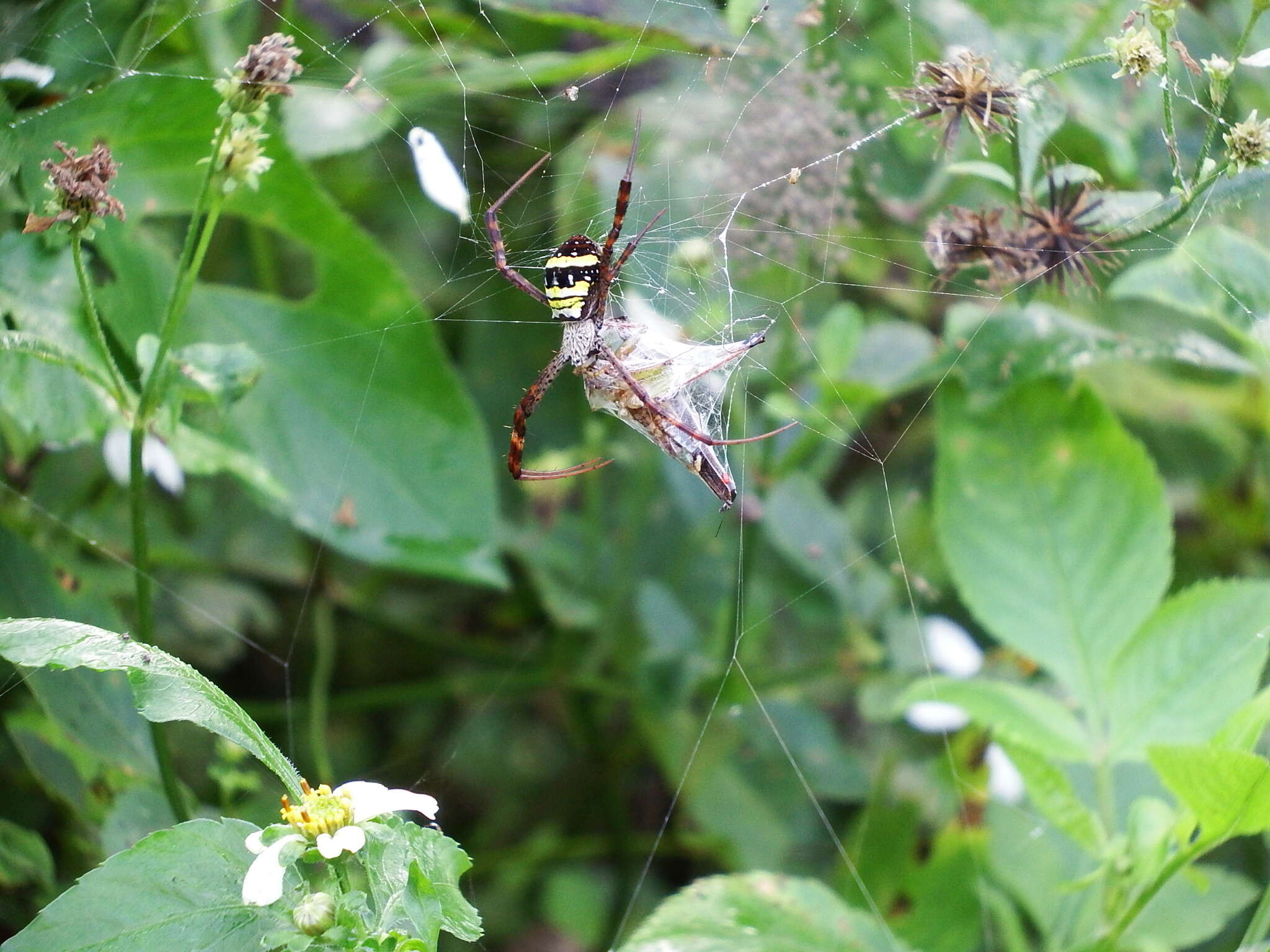 Image of Argiope aetheroides Yin, Wang, Zhang, Peng & Chen 1989