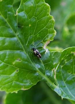 Image of Horseradish Flea Beetle