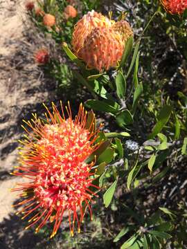 Image of Chimanimani pincushion