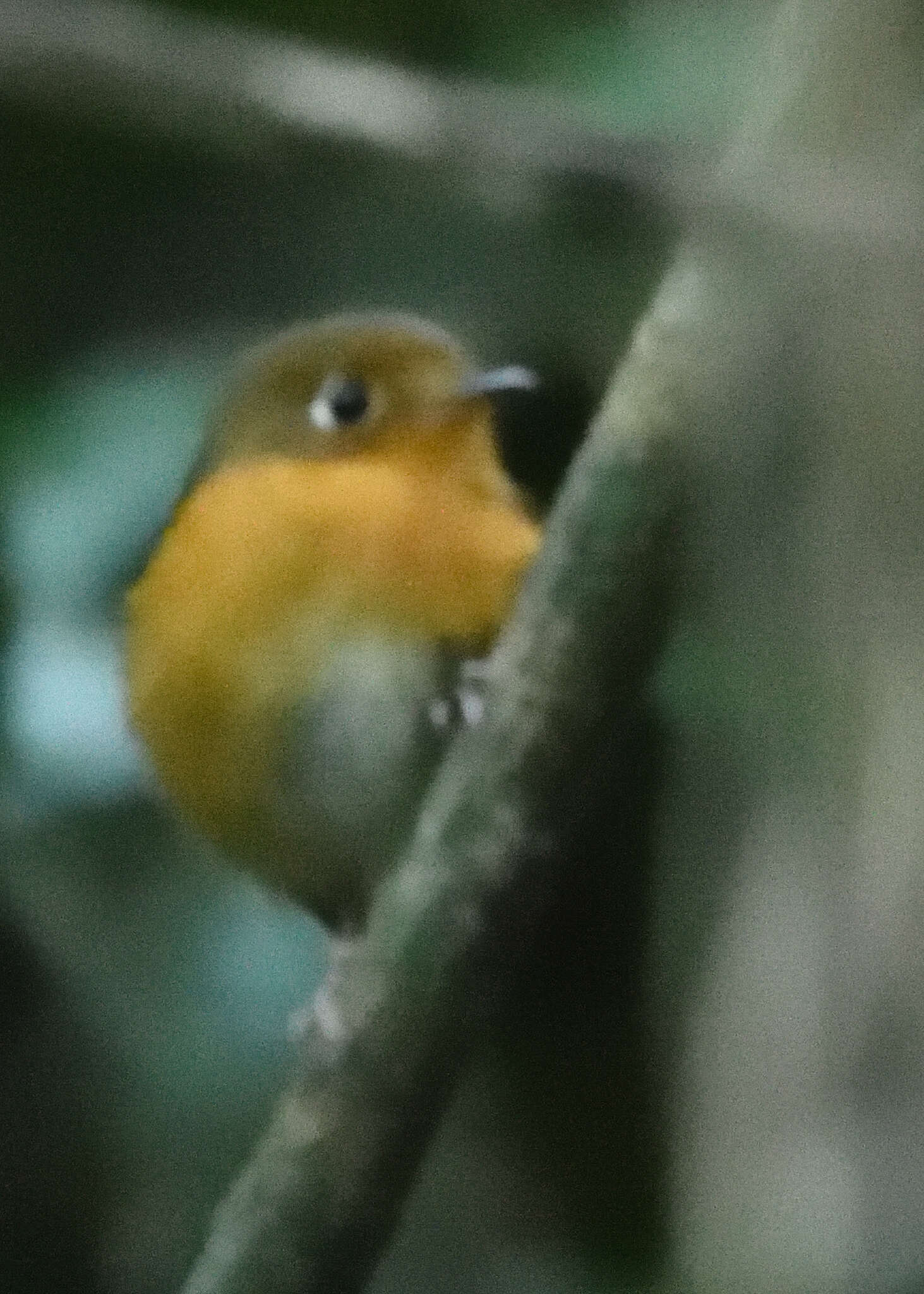 Image of Rusty-breasted Antpitta