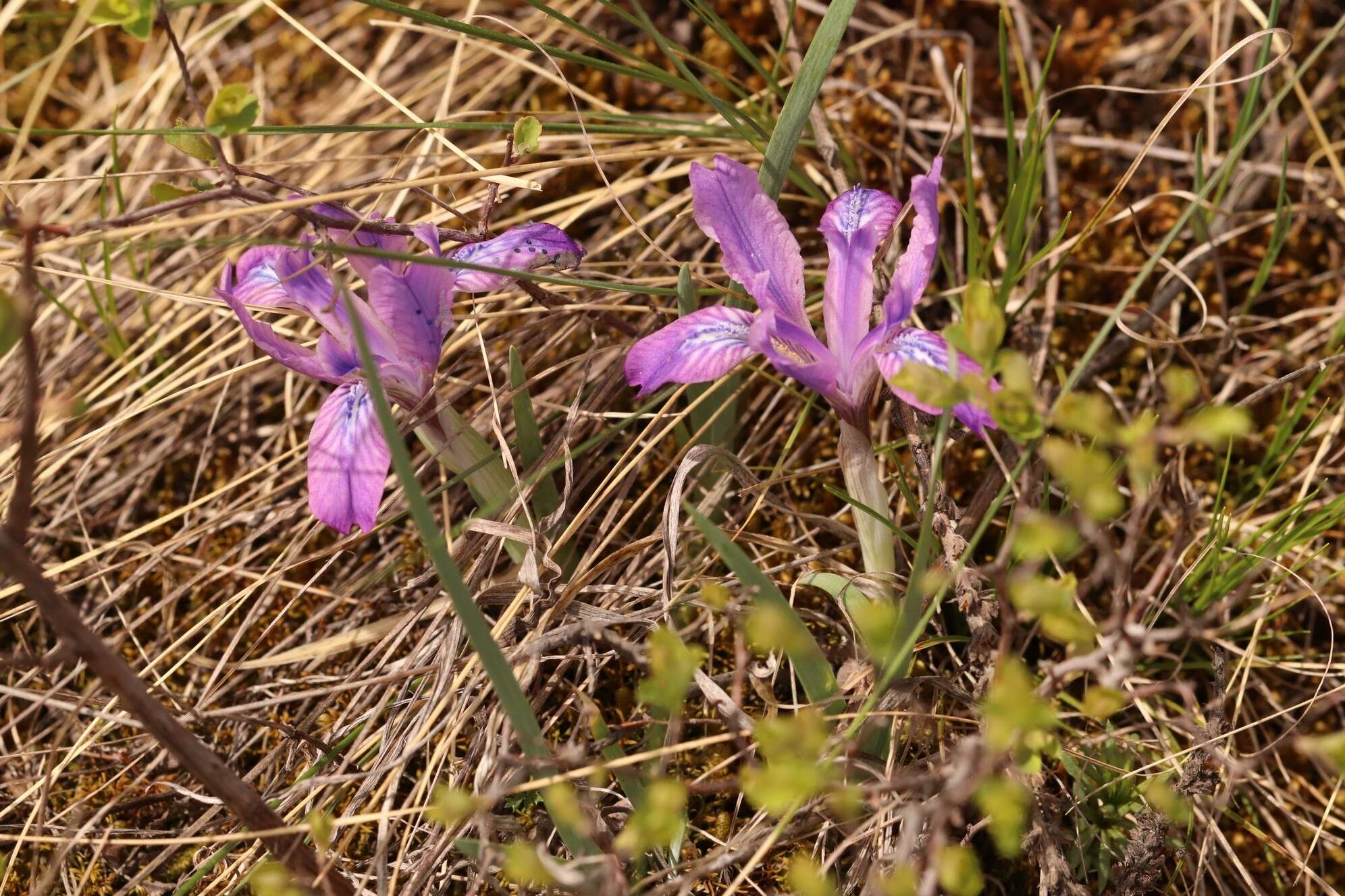 Image of Iris tigridia Bunge ex Ledeb.