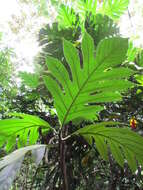 Image de Artocarpus altilis (Parkinson) Fosberg