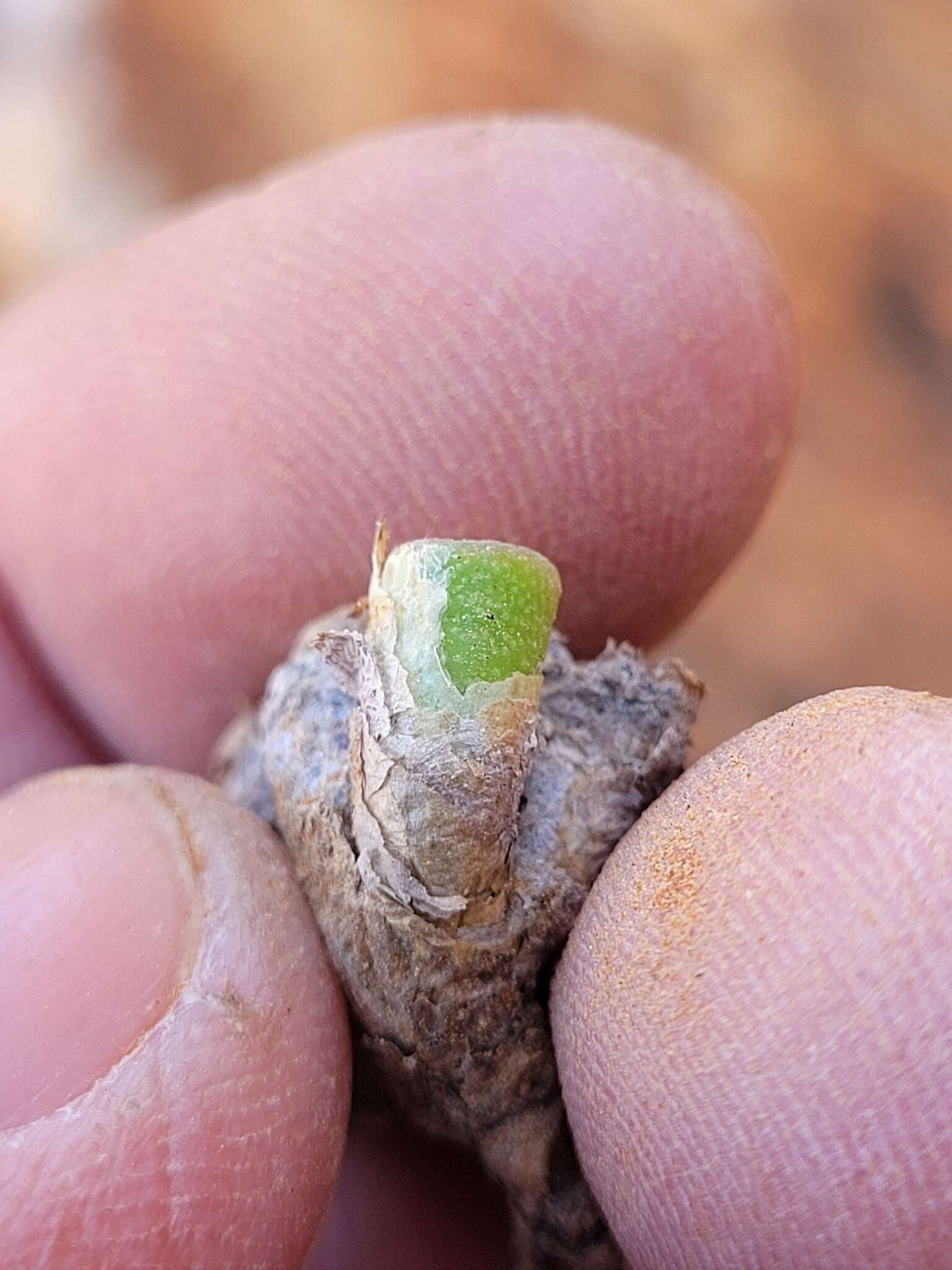 Image of Conophytum bolusiae Schwant.