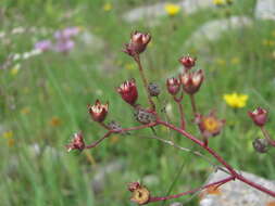 Image of Saxifraga paniculata subsp. cartilaginea (Willd.) D. A. Webb