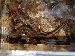 Image of Ocoee Dusky Salamander