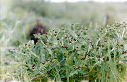 Image of Euphorbia collina Phil.