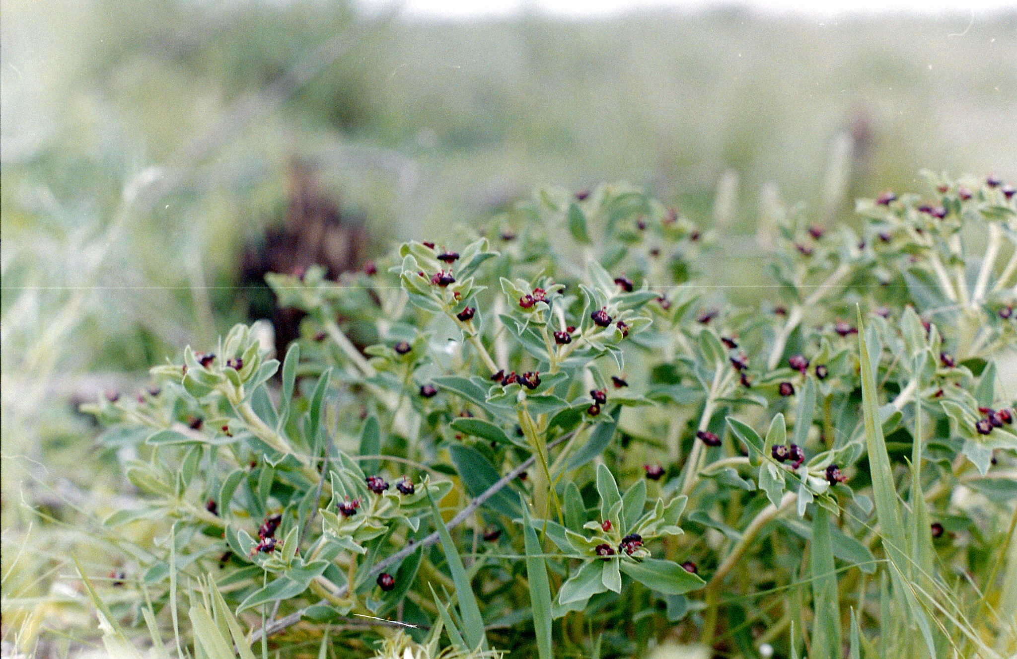 Image of Euphorbia collina Phil.