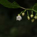 صورة Strobilanthes walkeri Arn. ex Nees