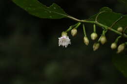 Imagem de Strobilanthes walkeri Arn. ex Nees