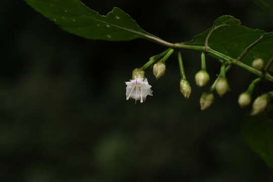 صورة Strobilanthes walkeri Arn. ex Nees