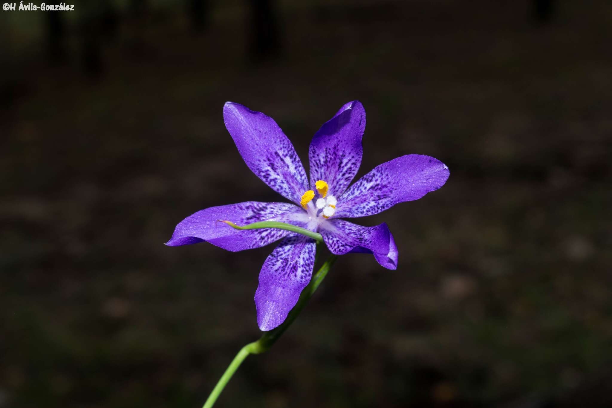 Image of Tigridia longispatha (Herb.) Goldblatt