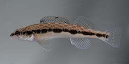 Image of Blackside Darter