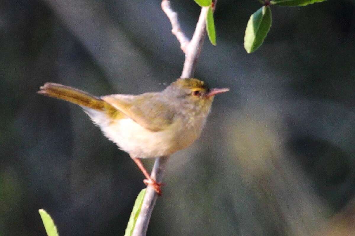 Imagem de Neomixis tenella (Hartlaub 1866)