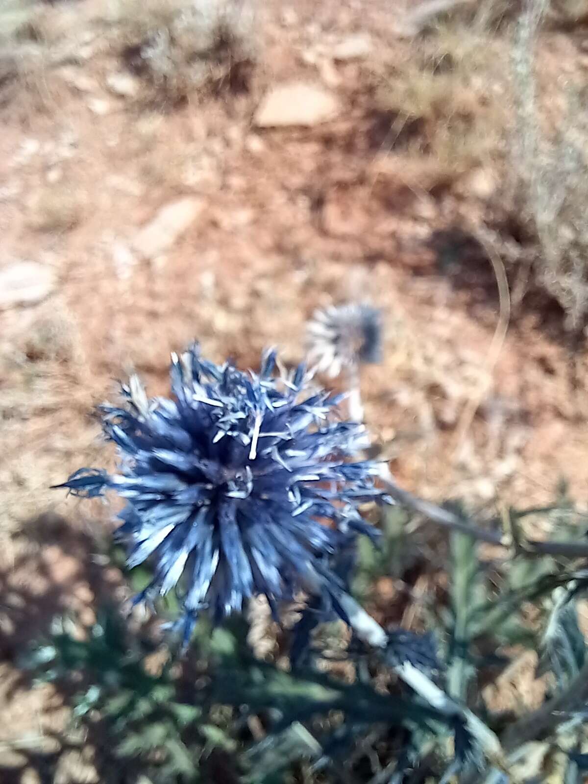 Echinops tataricus的圖片