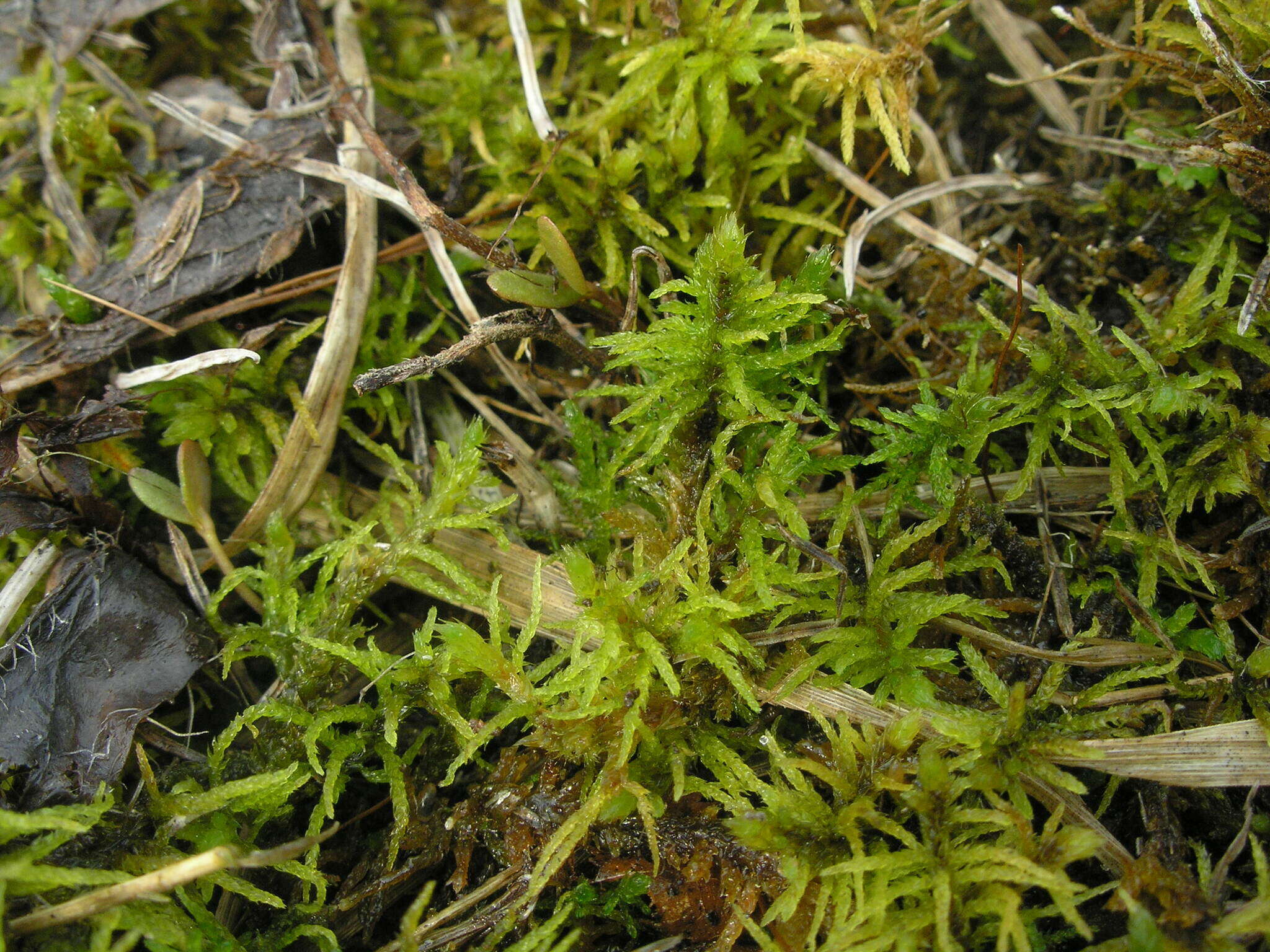 Image of helodium moss