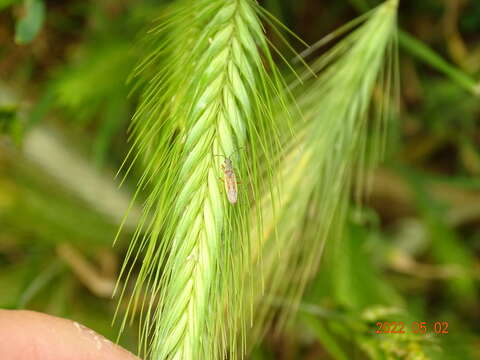 صورة Paromius gracilis (Rambur 1839)