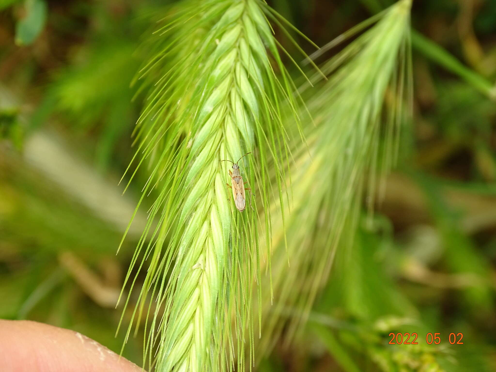 Sivun Paromius gracilis (Rambur 1839) kuva