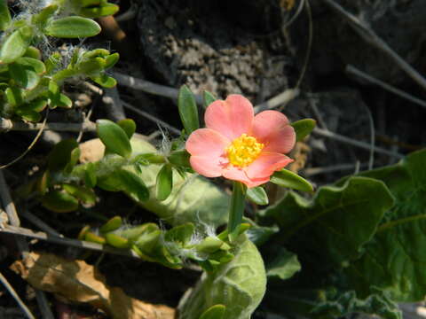 Image of Portulaca cryptopetala Speg.