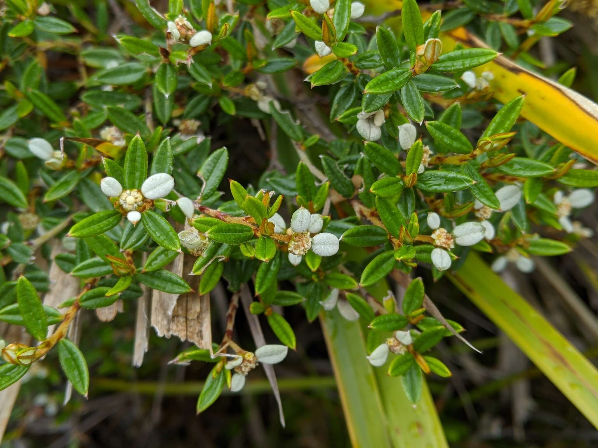 Image of Spyridium vexilliferum var. latifolium Benth.