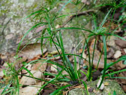 Image of Dwarf Umbrella Grass