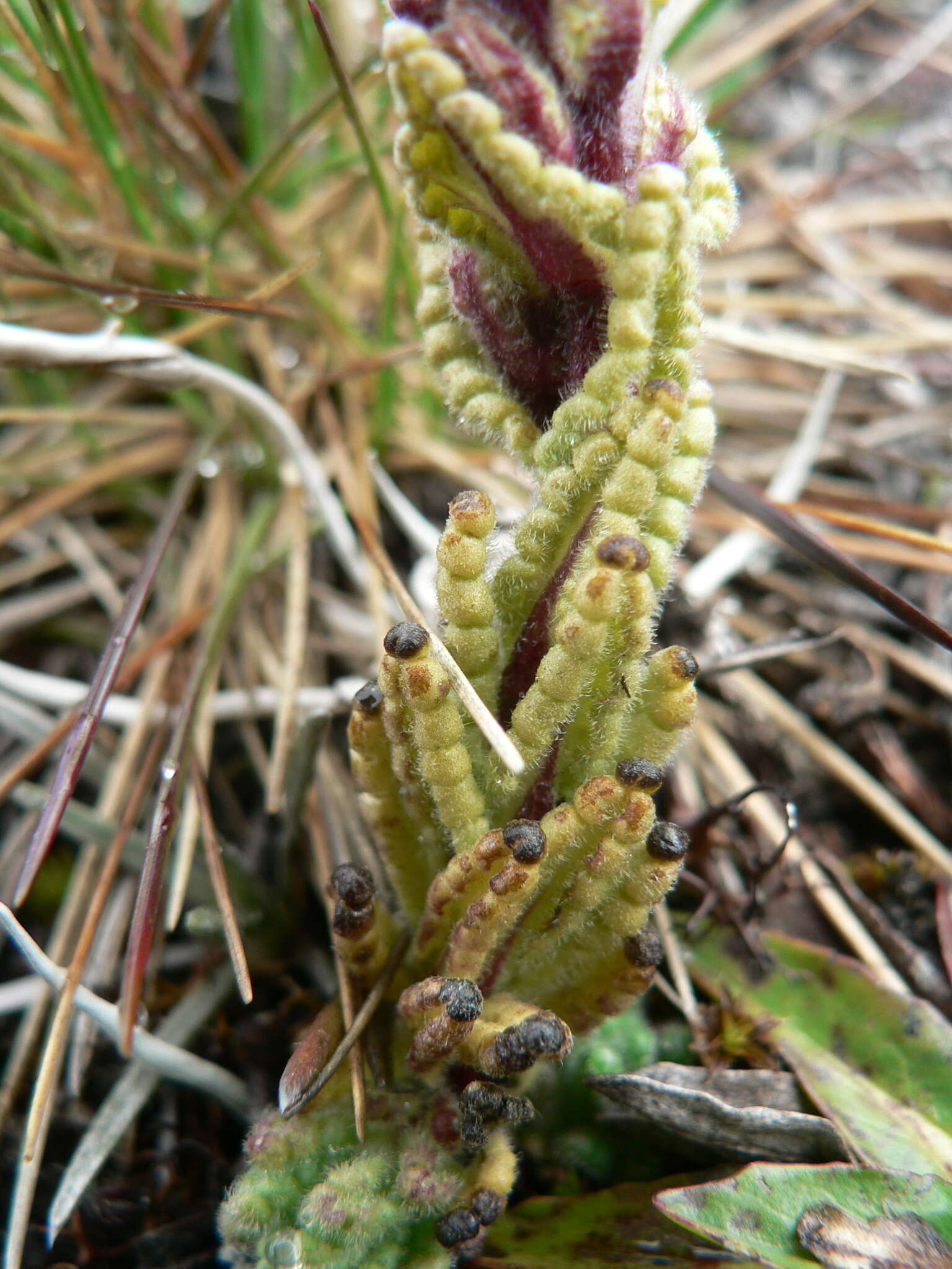 صورة Neobartsia stricta (Kunth) Uribe-Convers & Tank