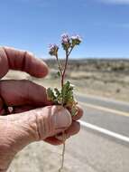 Image of Mangas Spring phacelia