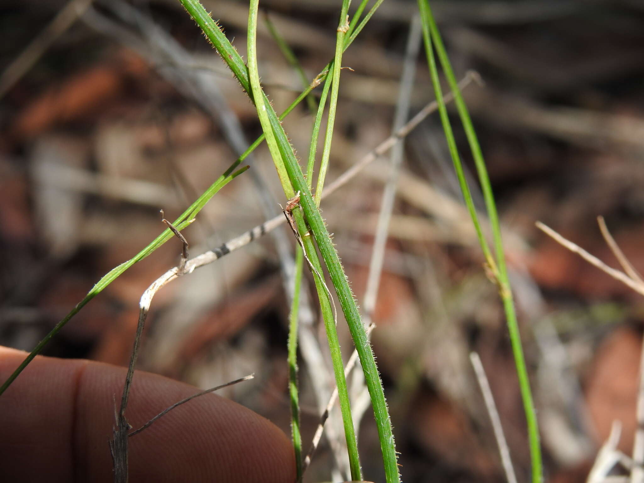 Image of Tricoryne muricata Baker