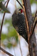 Image of Melanerpes superciliaris blakei (Ridgway 1886)