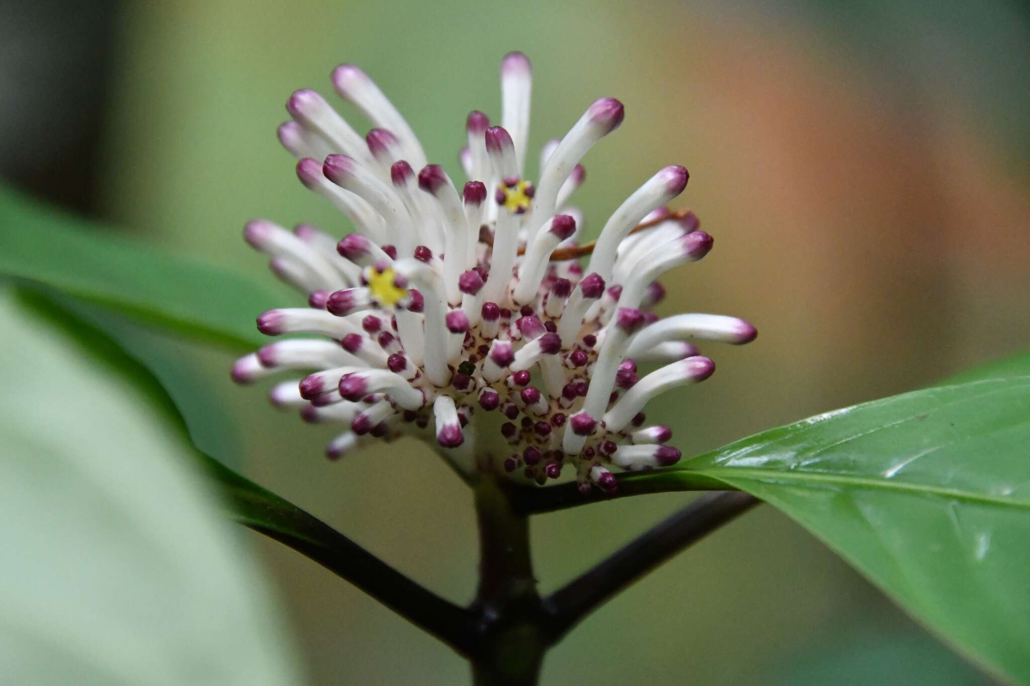 Imagem de Chassalia curviflora (Wall.) Thwaites