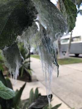 Image of Giant whitefly